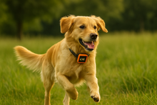 Lade das Bild in den Galerie-Viewer, NordPaw Dog GPS